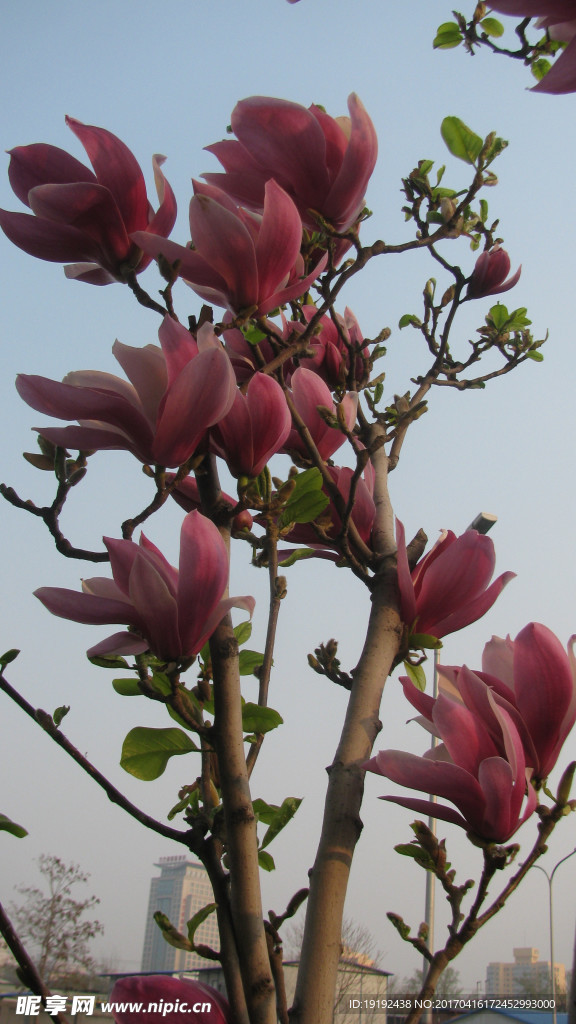 玉兰花