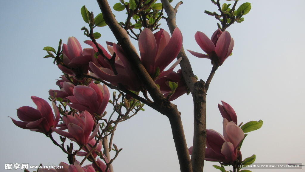 玉兰花