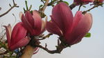 玉兰花
