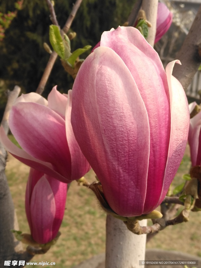 玉兰花