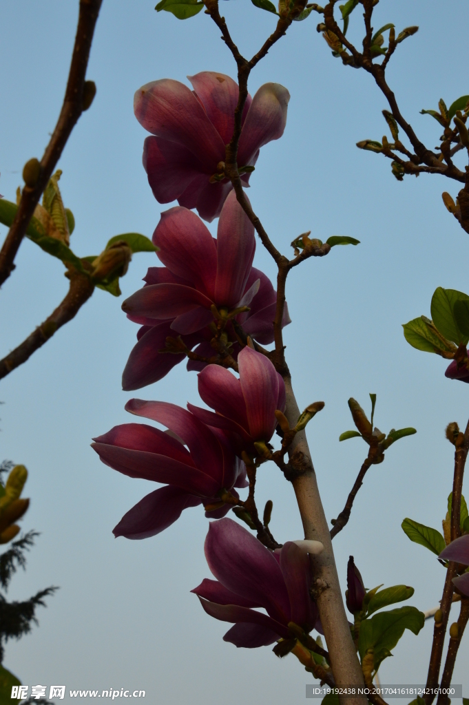 玉兰花