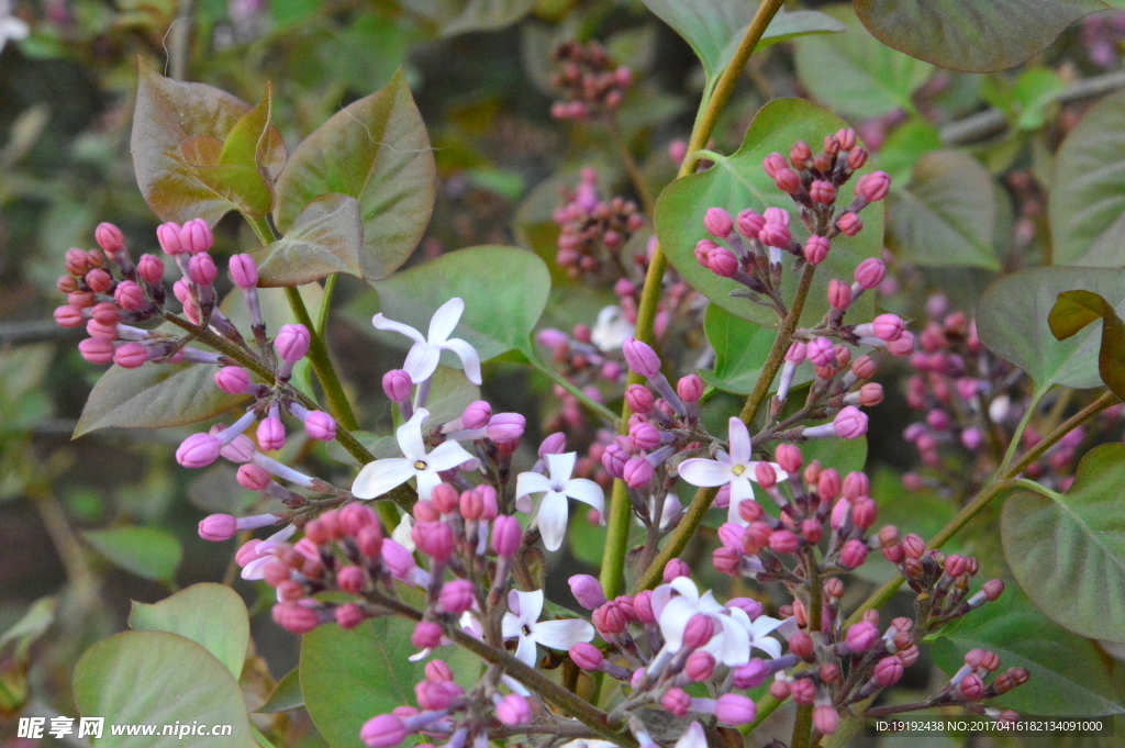 丁香花