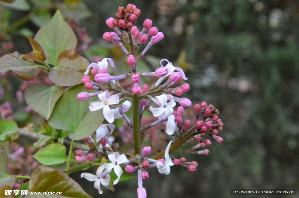 丁香花