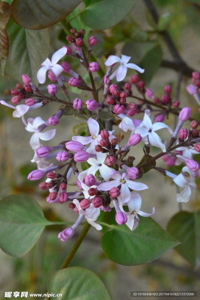 丁香花