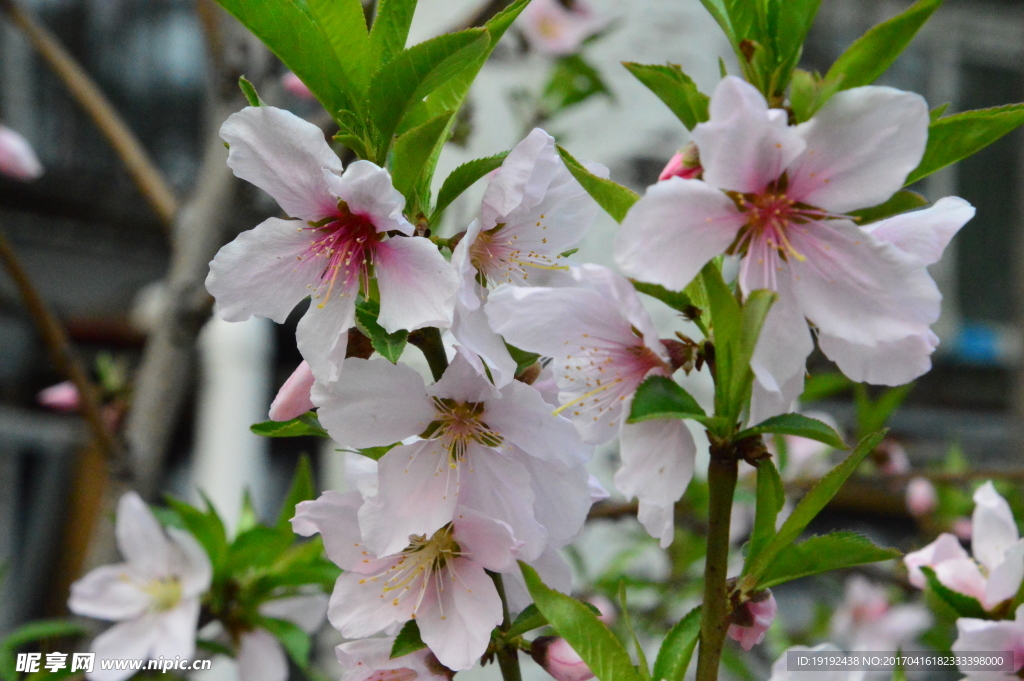 桃花
