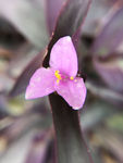 小花