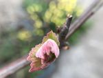 春芽