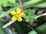小黄花