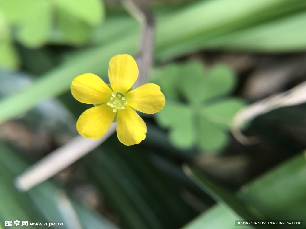 小黄花