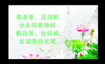 荷花