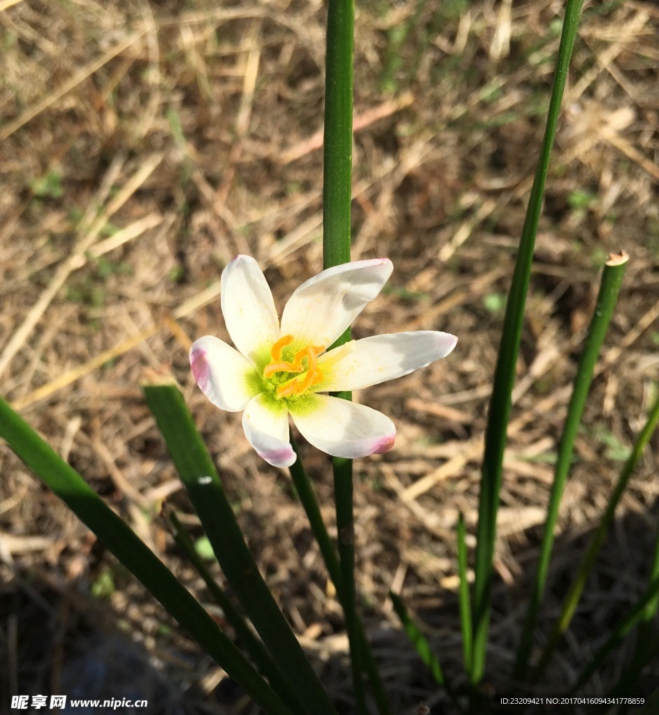 野生小花