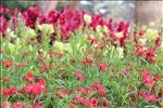 花丛花海