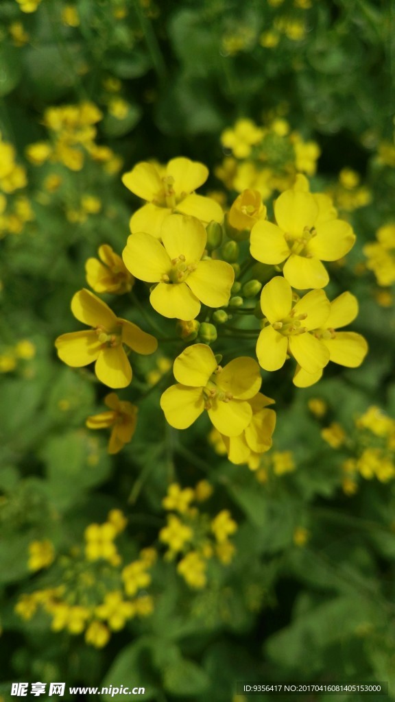 油菜花