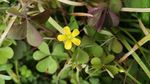 小黄花