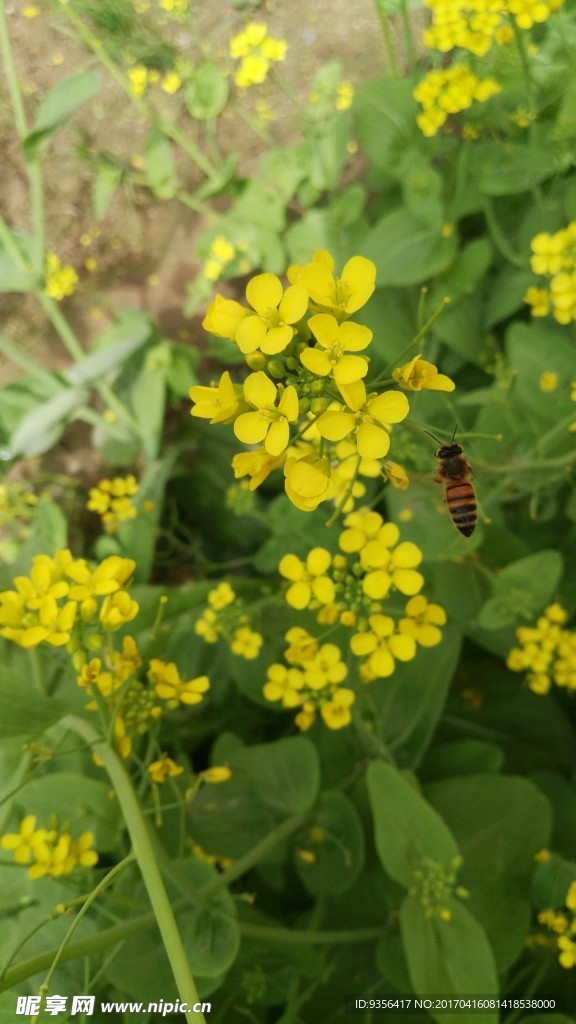 油菜花