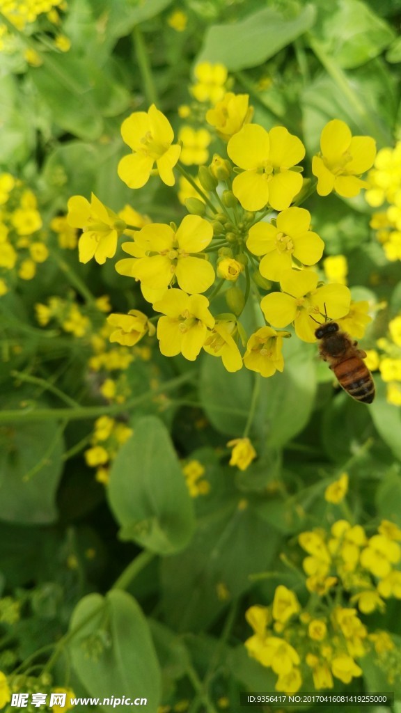 油菜花