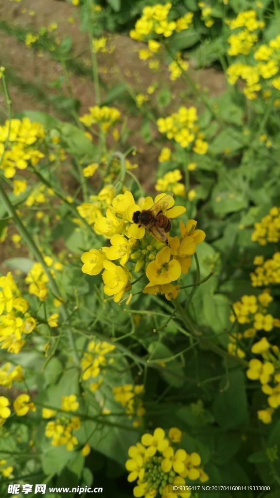 油菜花