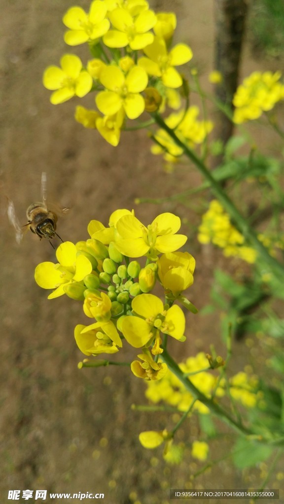 油菜花