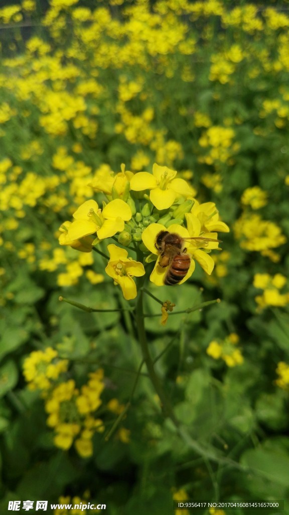 油菜花 油