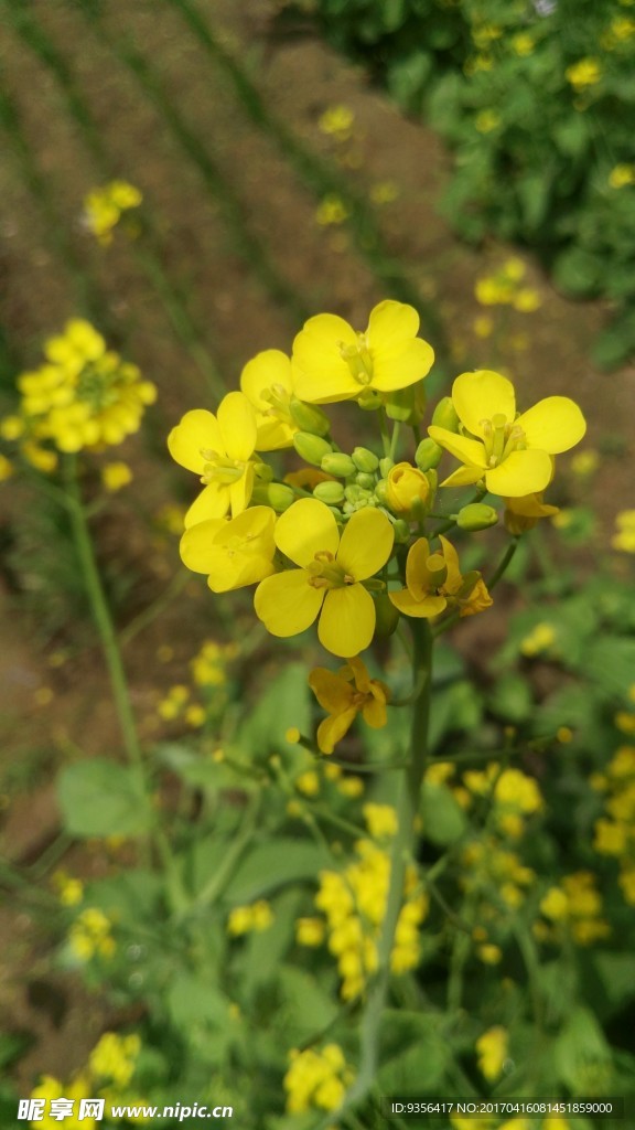 油菜花