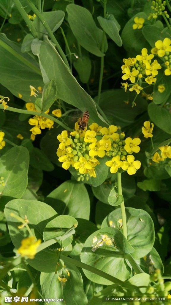 油菜花