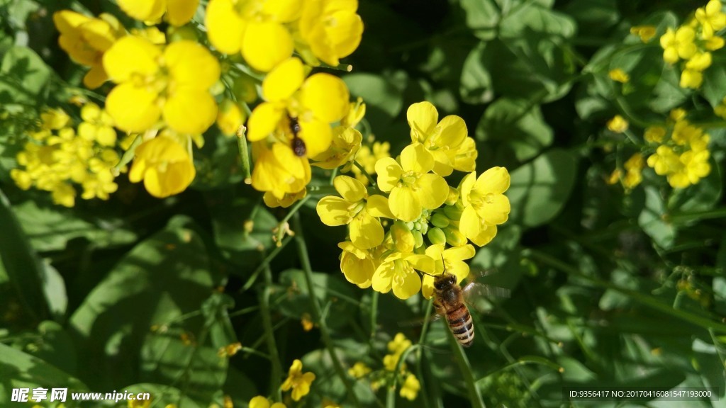 油菜花