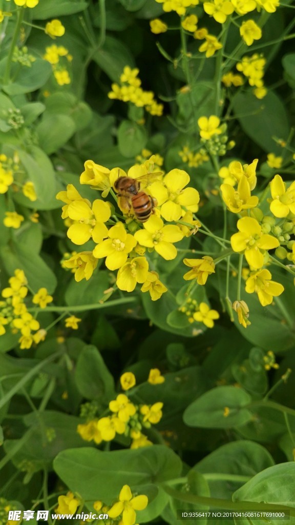 油菜花