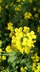 油菜花