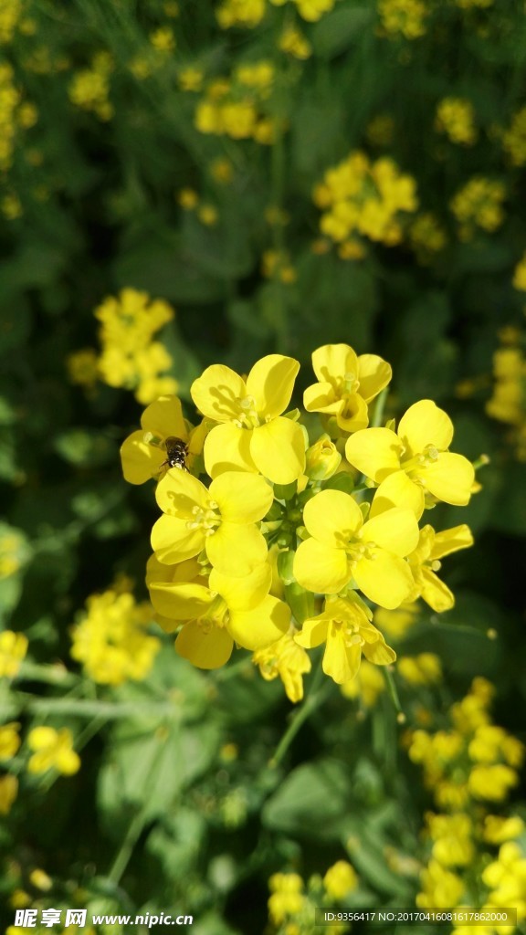 油菜花