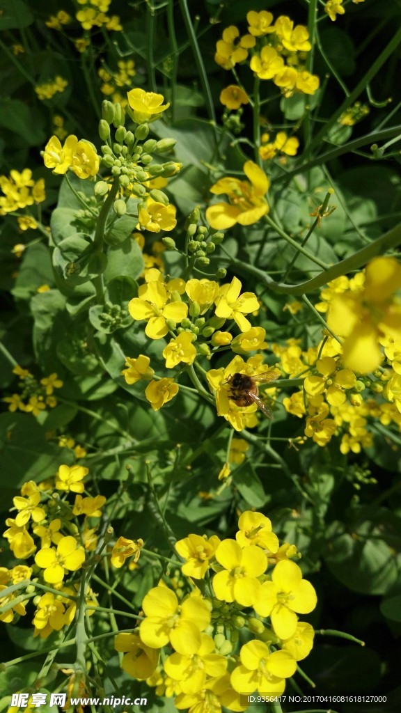 油菜花