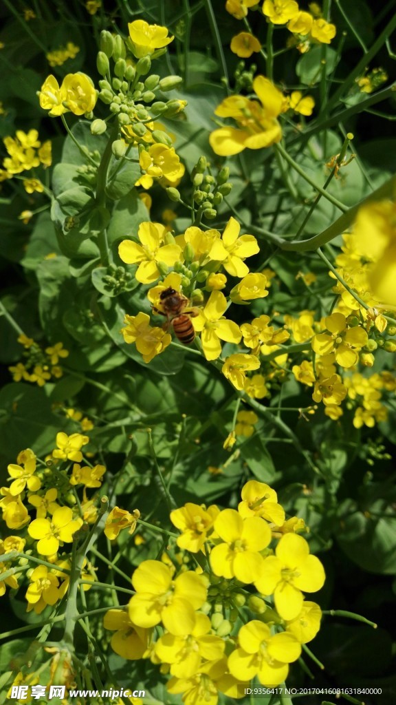 油菜花