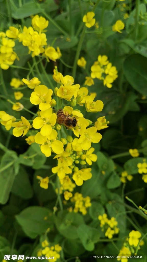 油菜花