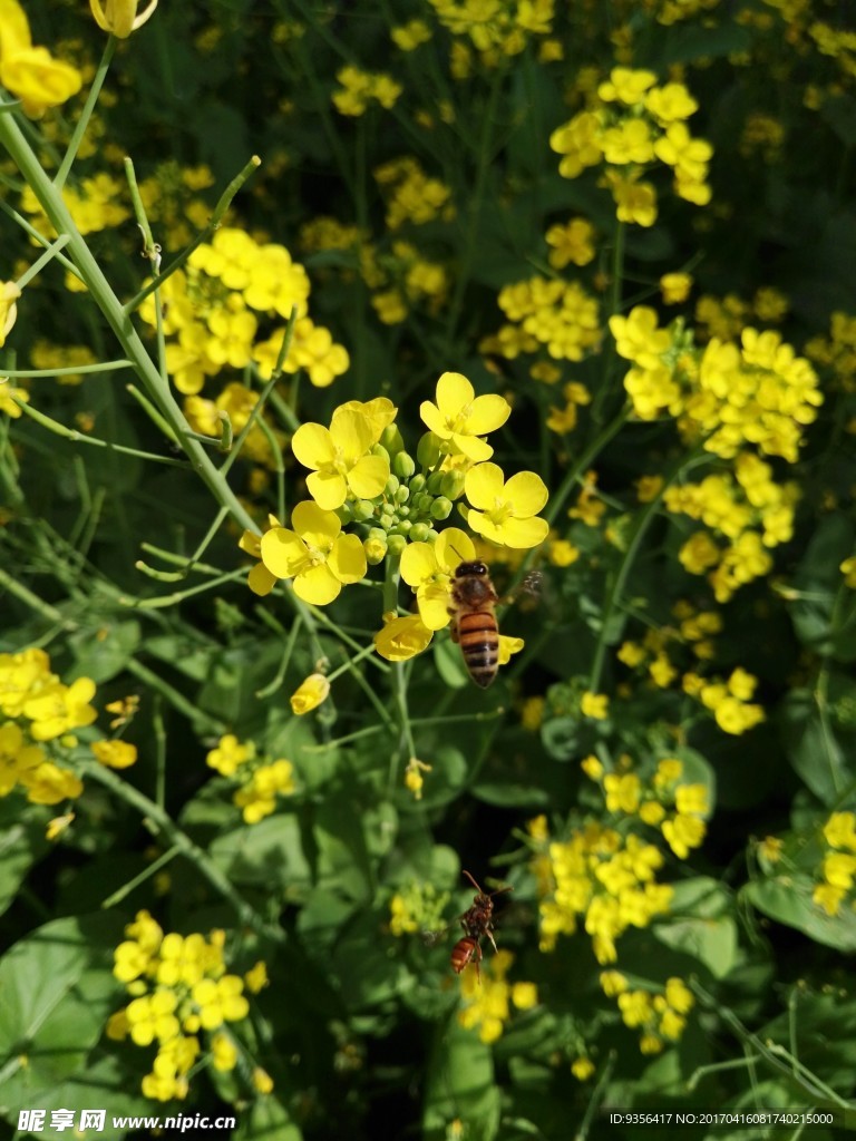 油菜花