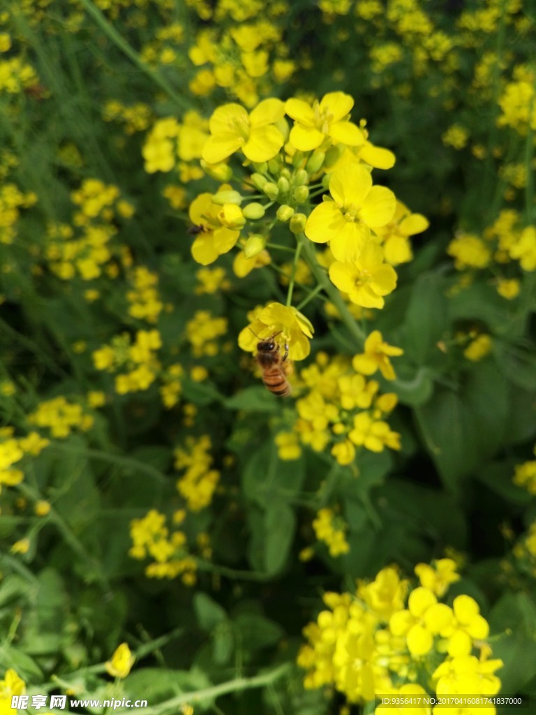 油菜花