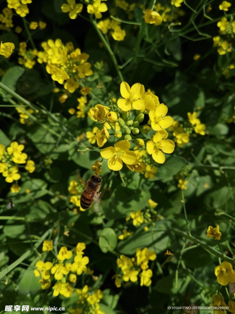 油菜花