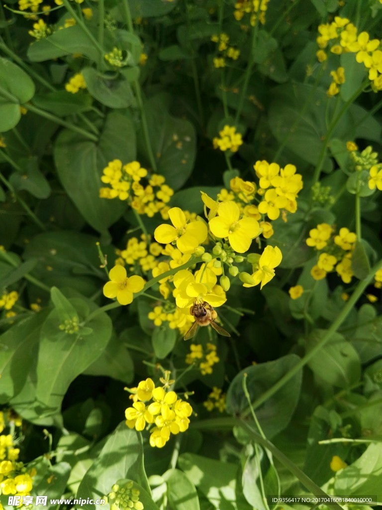 油菜花