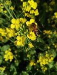 油菜花