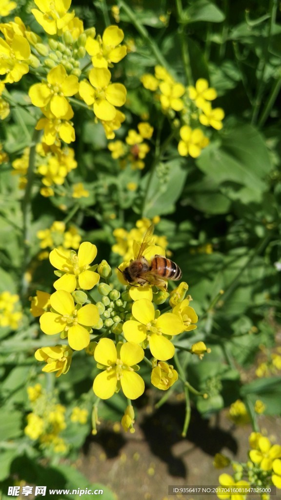 油菜花