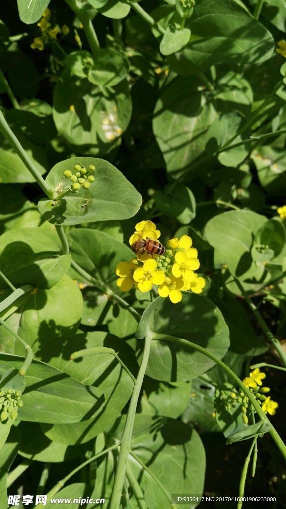 油菜花