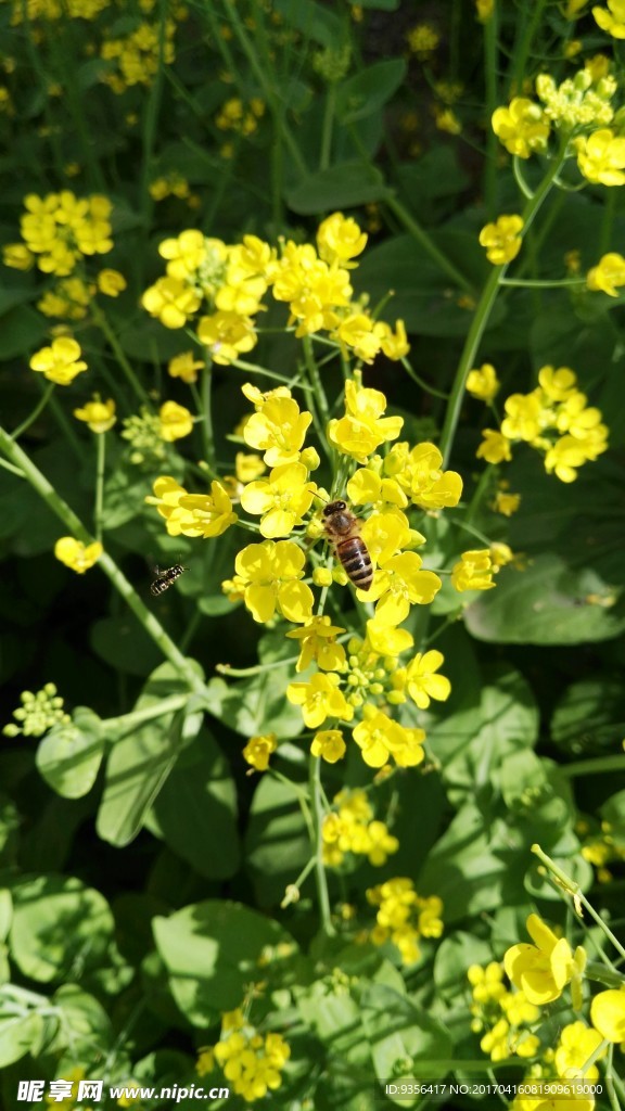 油菜花