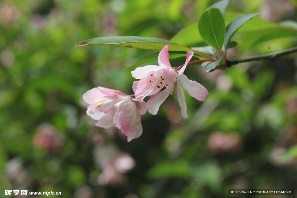 桃花