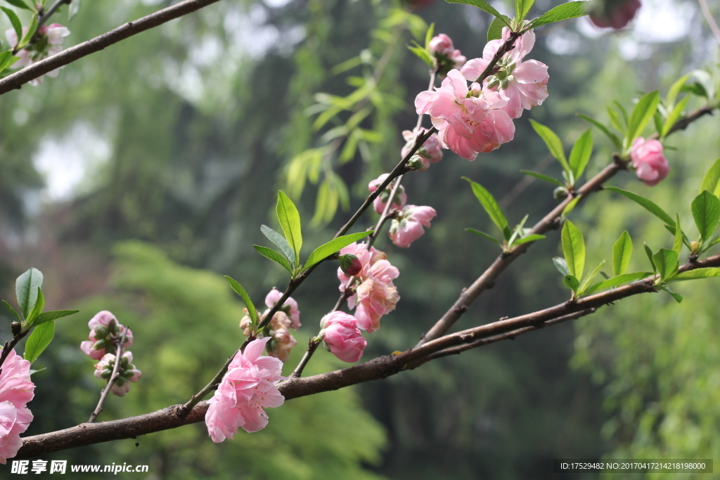 桃花