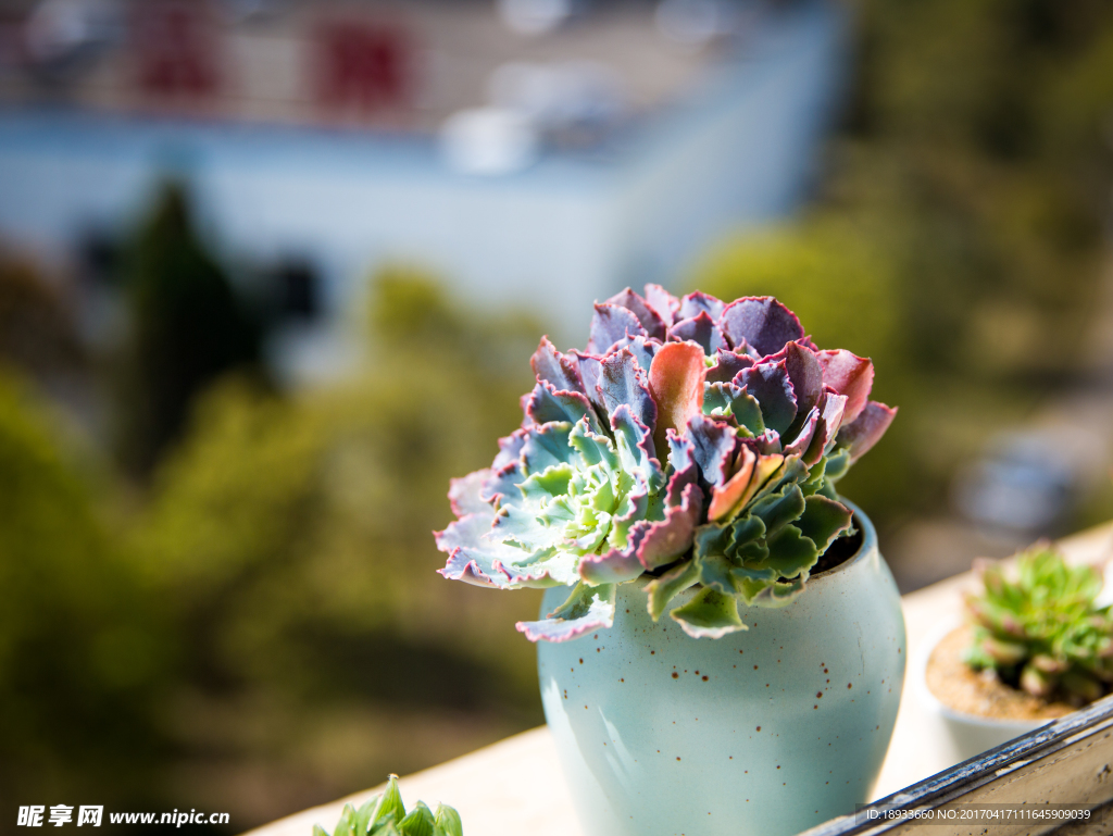 多肉植物