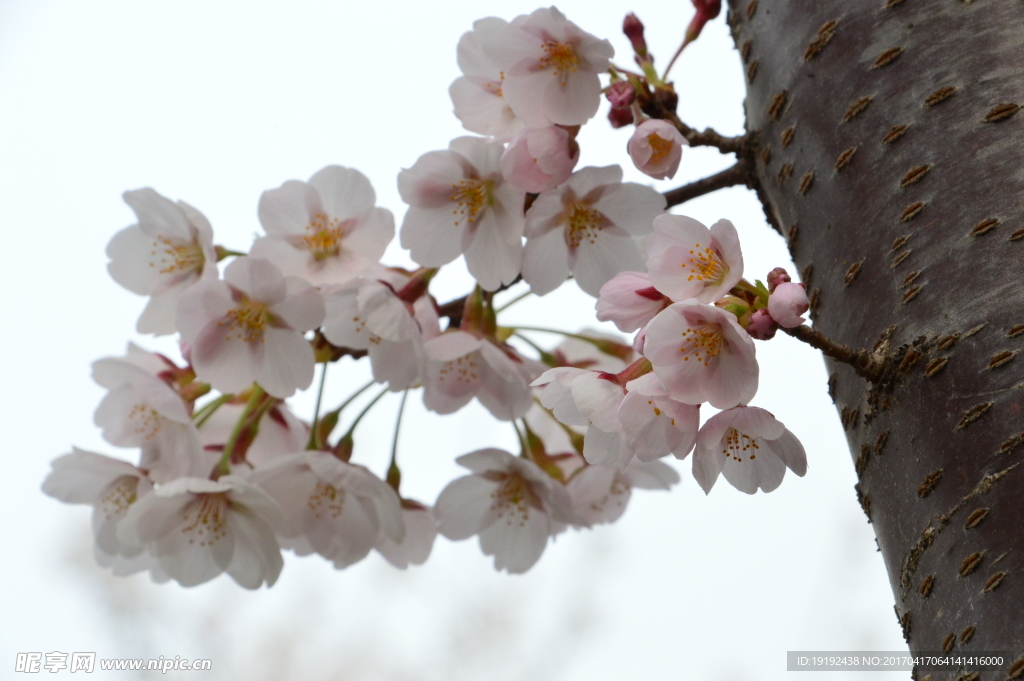 樱花
