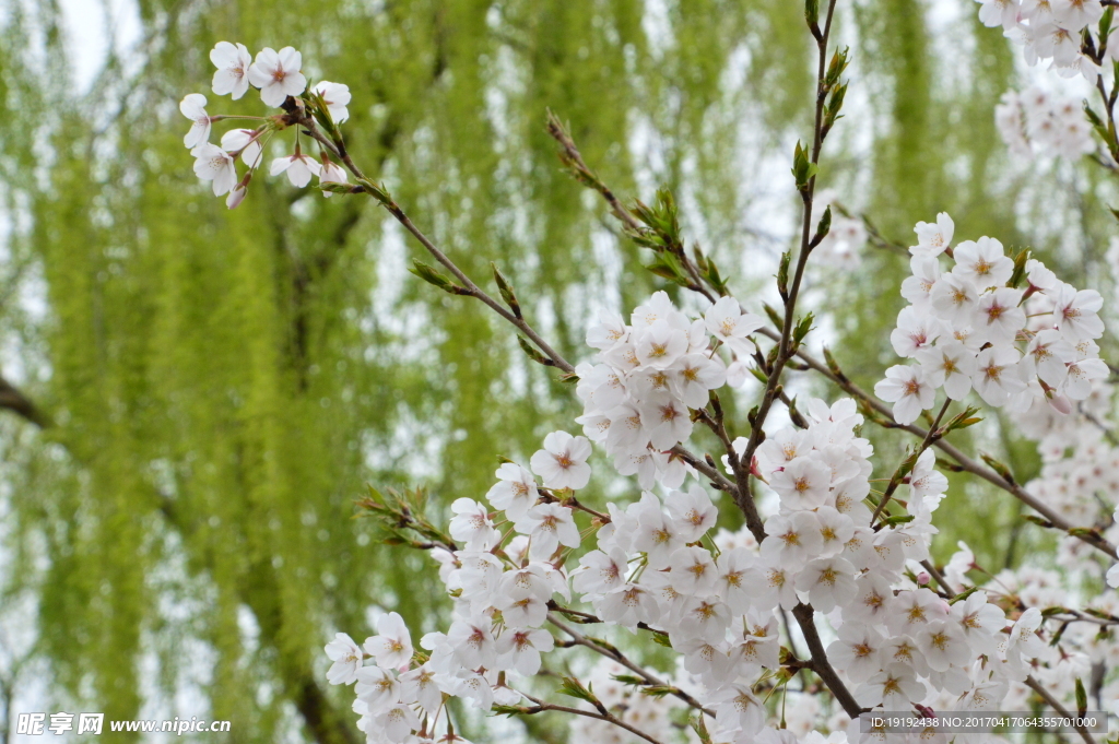 樱花