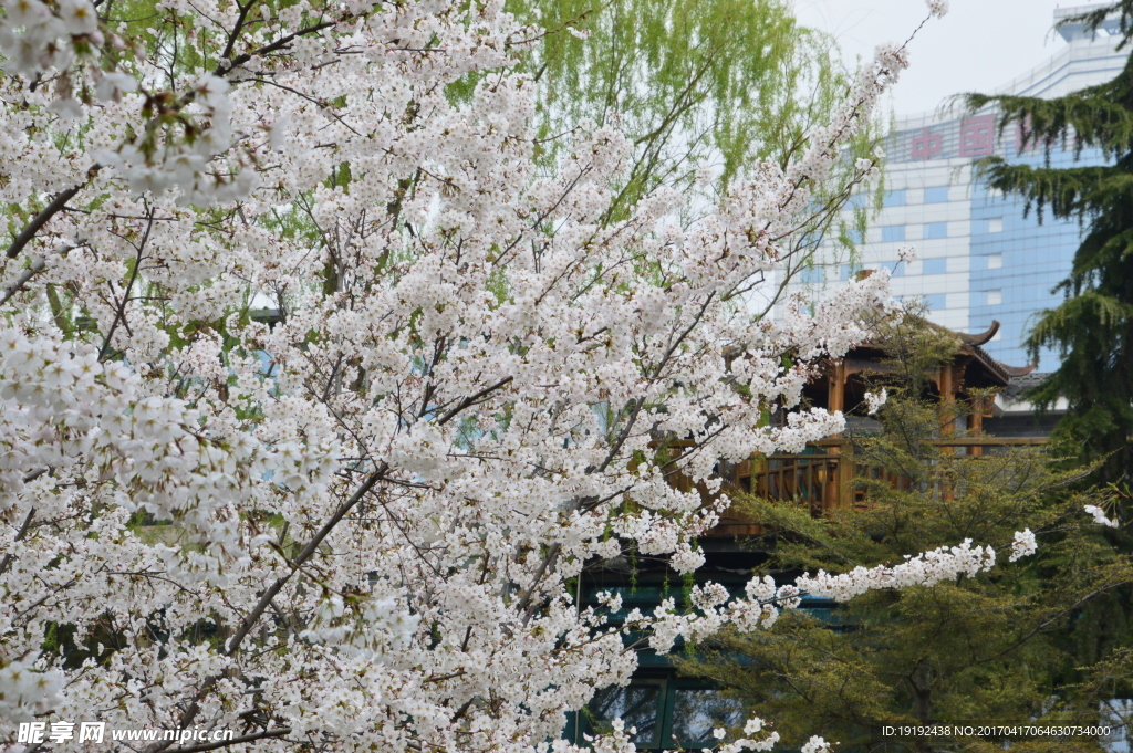 樱花