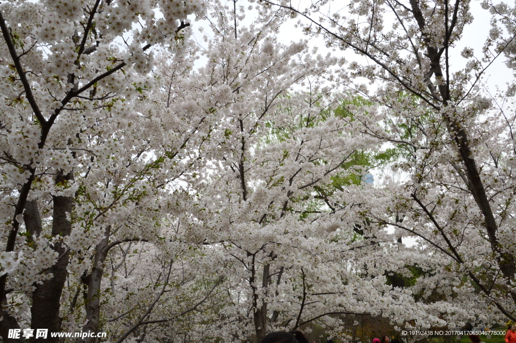 樱花