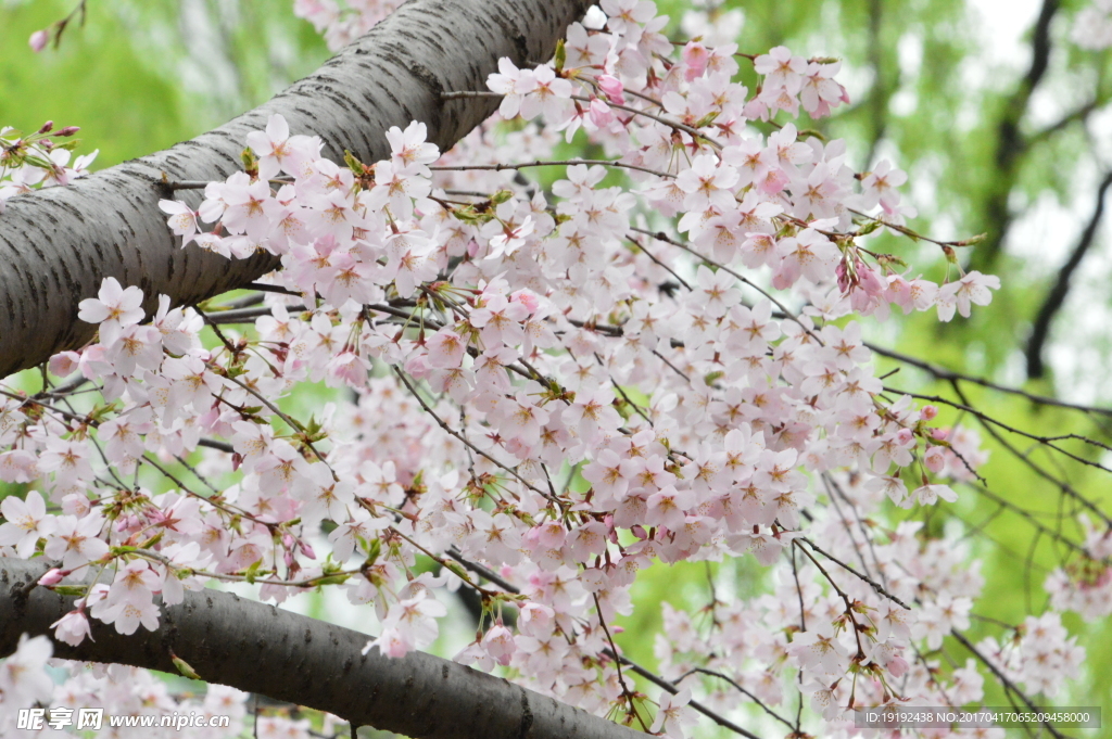 樱花