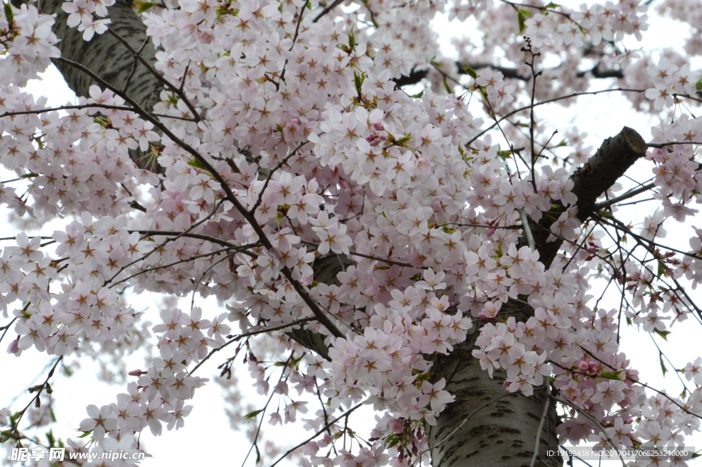樱花