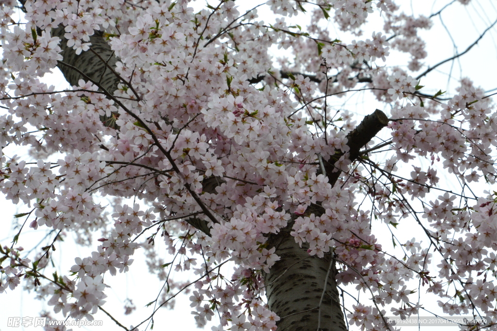 樱花
